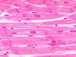 <p>What tissue is this </p>