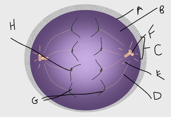 A (which phase is this?)