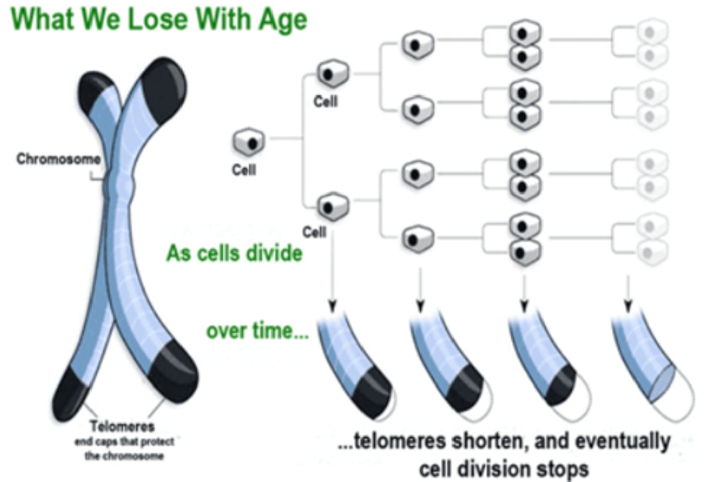 <p>length of telomere is predictive of life span</p>