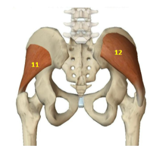<p>Hip Abductor Muscles: Gluteus Medius</p>