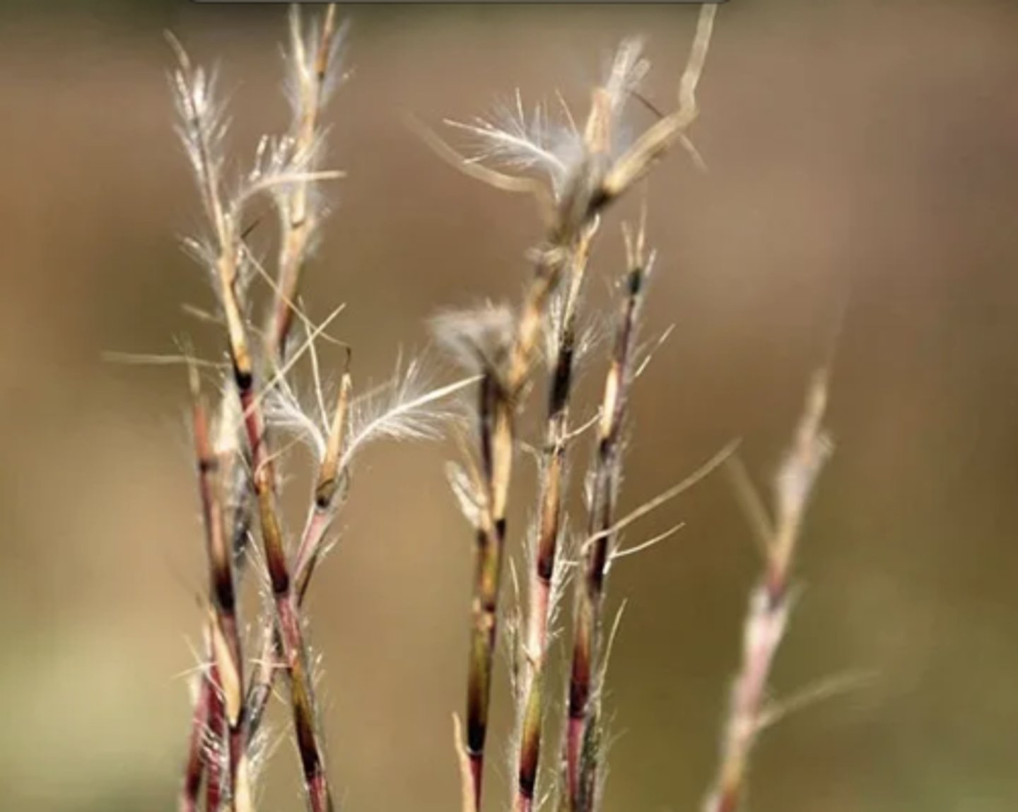 <p>Grows in clumps to protect from fire damage, warm season, short blue/ purple colored stems, flat leaf blades, spicate racemes</p>