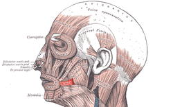 <p>Responsible for creating facial expressions, located near the corners of the mouth; functions to pull the corners of the mouth laterally.</p>