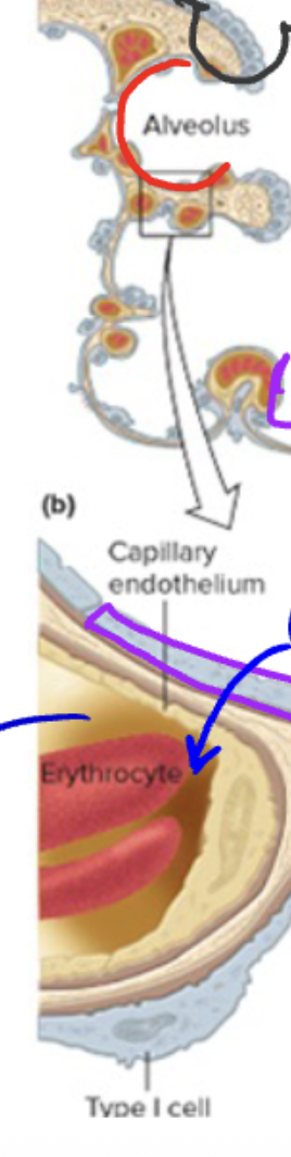 <p><strong>What is the function of pulmonary capillaries surrounding the alveoli?</strong><br>A. To allow exchange of oxygen and carbon dioxide with alveoli<br>B. To support airflow between bronchioles<br>C. To move mucus into the alveoli<br>D. To generate surfactant for alveolar stability</p>