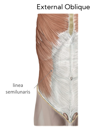 * ‘half moon’
* area where external and internal oblique muscles attach 

  \
