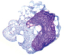 macrophage 