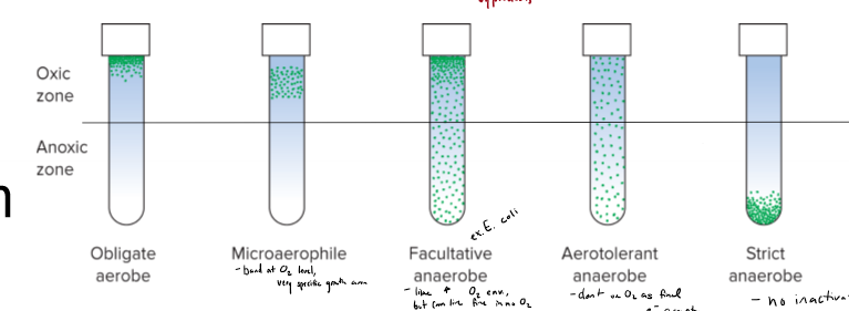 <ul><li><p>obligate aerobe - high O2 only</p></li><li><p>microaerophile - very specific O2 required, grow only slightly below atmospheric O2</p></li><li><p>facultative anaerobe - like high O2 envs best, but can survive in all levels of O2; ex. E coli</p></li><li><p>Aerotolerant anaerobe - don’t use O2 as final e- acceptor, but aren’t killed by O2; still have some O2 dismantling enzymes; because don’t use O2 as final e- acceptor, dont’t make the most ATP</p></li><li><p>Strict anaerobe - zero O2 envs only, O2 toxic to them</p></li></ul><p></p>