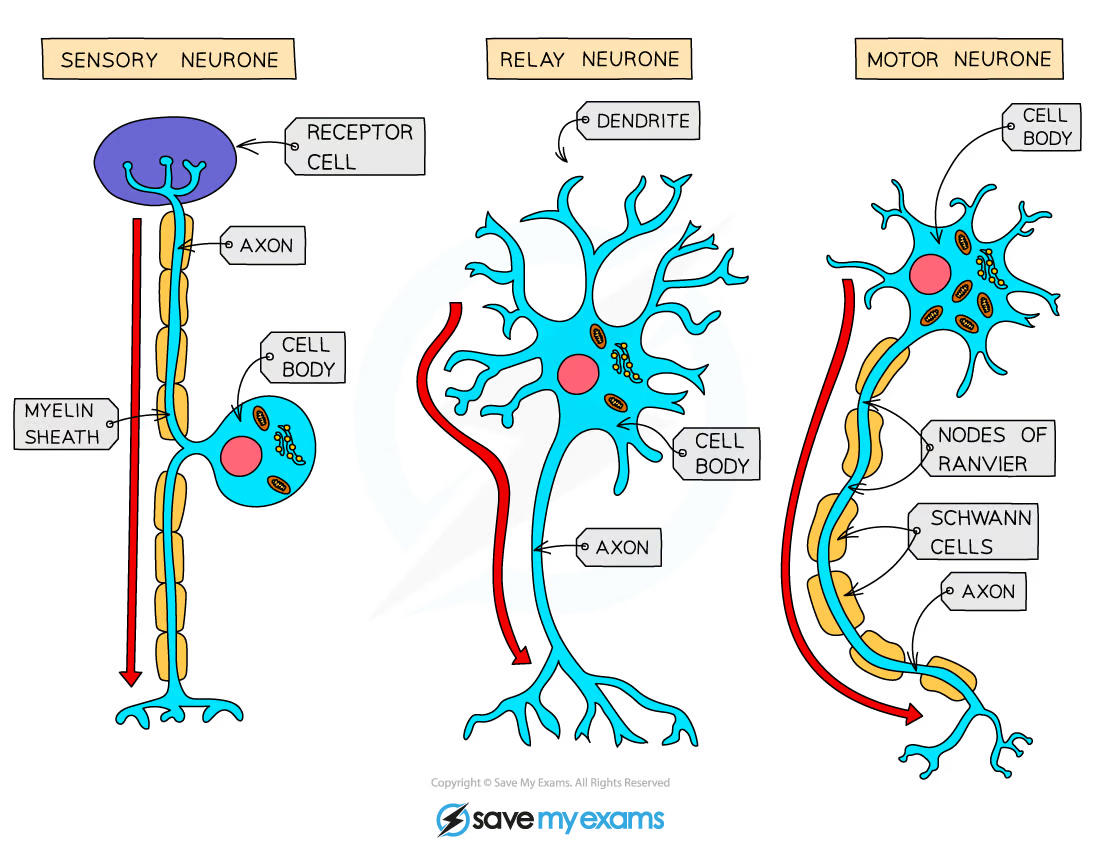 Pathway of impulse along the neurones: reflex arc