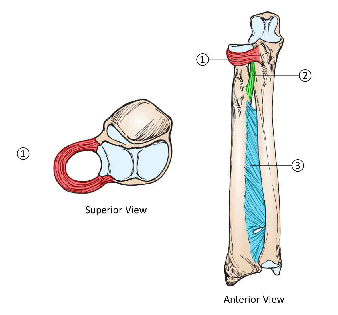 <p>Forearm Ligaments</p>