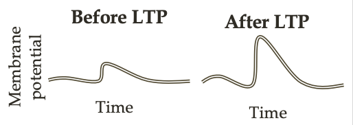 <p>stimulating the presynaptic axon causes bigger EPSPs in the postsynaptic cell</p>