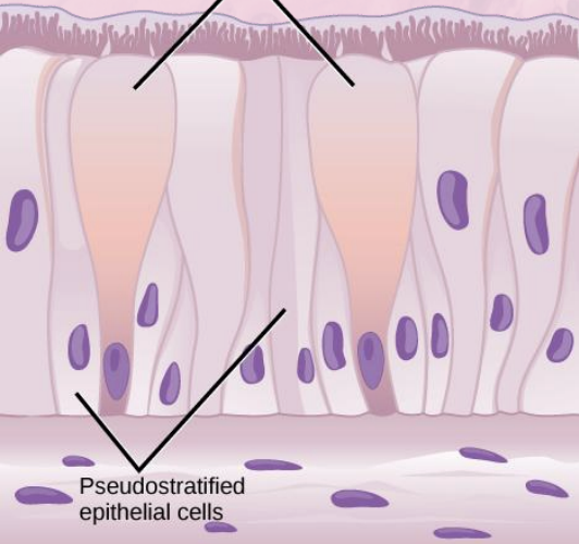<p>simple and pseudostratified columnar epithelia </p>