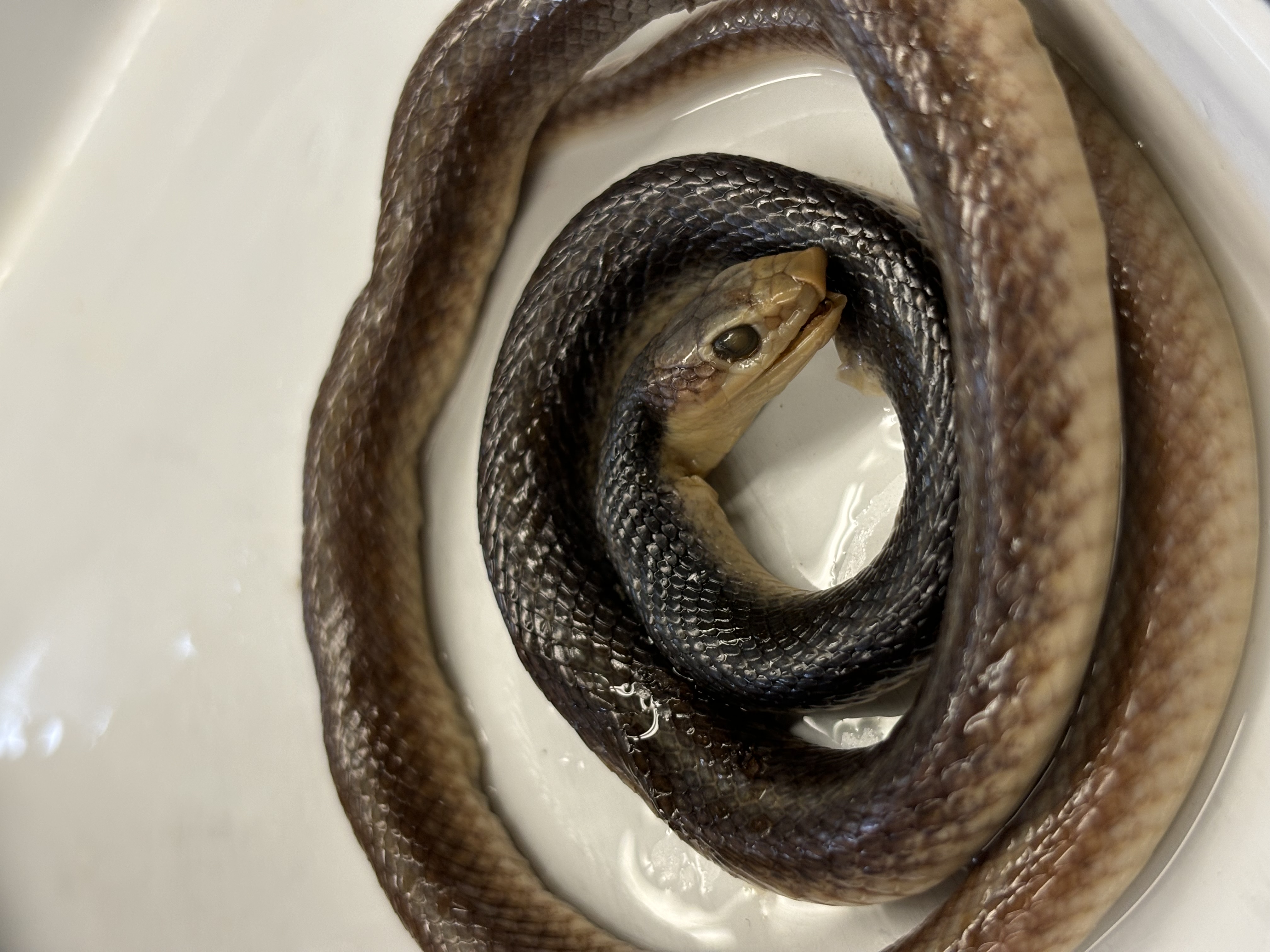 <p>Salvadora hexalepis</p>