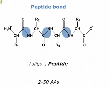 <ul><li><p>Via peptide bonds</p></li></ul><p></p>