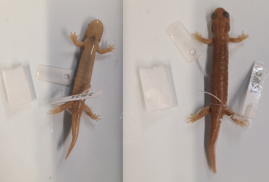 <p>Order and Family of Rhyacotriton sp.</p>