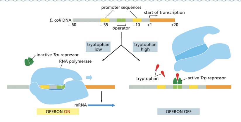 <ul><li><p>REPRESSOR PROTEINS</p></li><li><p>THE LEVELS OF TRYPTOPHAN REGULATE THE EXPRESSION OF THE OPERON</p></li><li><p>THE TRP REPRESSOR IS A TRANSCRIPTIONAL REPRESSOR </p></li></ul><p></p>