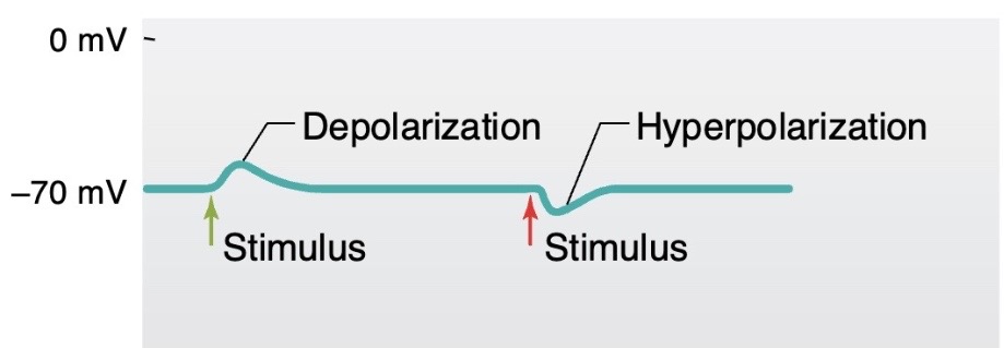 <ul><li><p><strong>Depolarizing</strong> Graded Potential </p></li></ul><p>OR </p><ul><li><p><strong>Hyper-polarizing </strong>Graded Potential</p></li></ul><p></p>