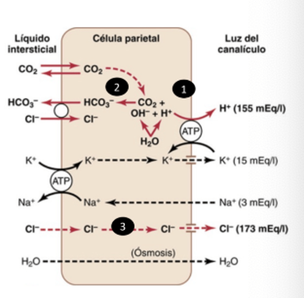 <p>. Protons produced in H+/K+ ATPase</p><p>. C02 + OH -&gt; HC03-</p><p>. Cl pass to lumen through passive gradient</p><p>. Cl- and H+ -&gt;HCl</p><p>. Water diffuse by osmotic gradient to the lumen</p>