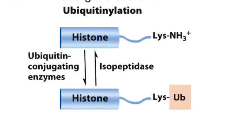 <p>A ubiquitin-conjugating enzyme adds one ubiquitin to a </p><p>lysine residue.</p><p> Isopeptidase removes ubiquitin.</p>