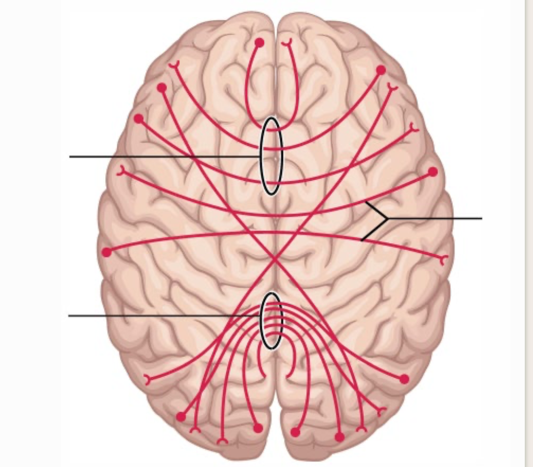 <p>commissural fibers</p>