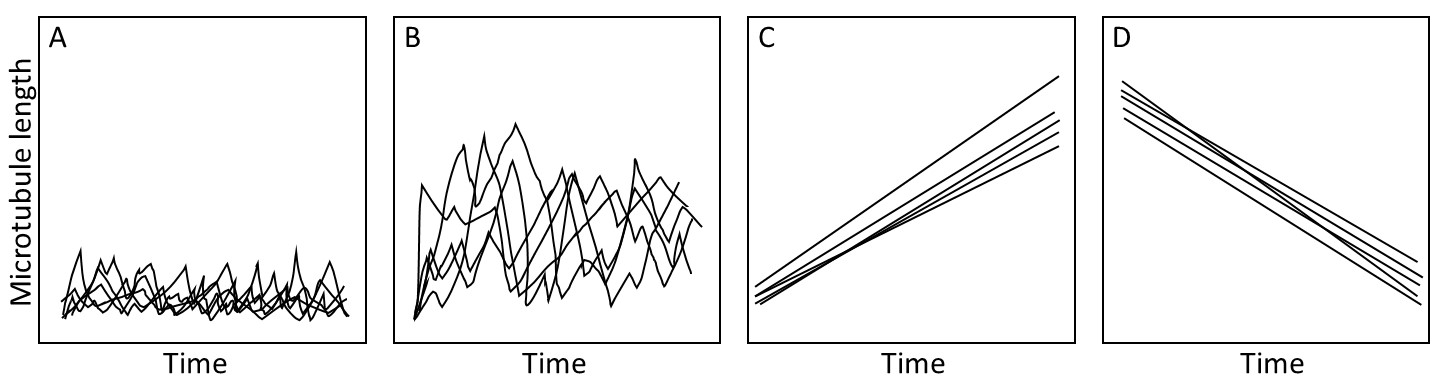 <p>Recombinant tubulin can be synthesized and purified. When incubated in the right conditions, the tubulin dimers will assemble and form microtubules <em>in vitro</em>. Microtubules formed from wild-type tubulin show dynamic instability, as expected. Tubulin with an E254A (glutamate 254 to alanine) mutation has a normal structure but fails to hydrolyze GTP in the tubulin dimer. The following graphs show the length of 5 microtubules over time. <span>End-binding proteins are found bound to the GTP tubulin in the GTP cap of microtubules. Where would the end-binding protein EB3 be found if added to the microtubules assembled from the E254A mutant tubulin?</span></p><p>Choose one:</p><p>A.  	Only at the plus end of the microtubules</p><p>B.  	Only at the minus end of the microtubules</p><p>C.  	All along the microtubules</p><p>D.  	EB3 would not bind the mutant microtubules</p>