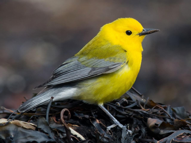 <p>Prothonotary Warbler</p>