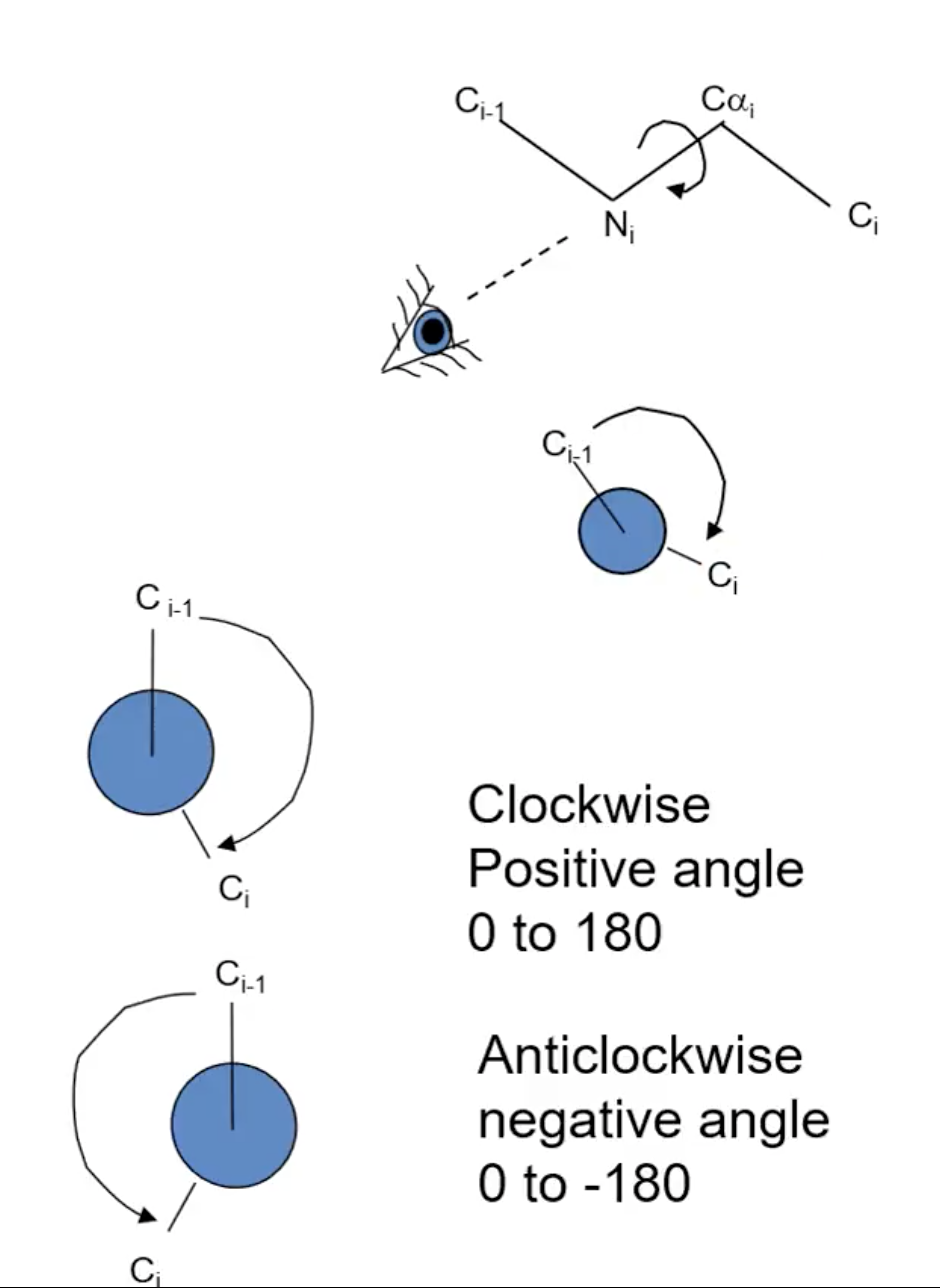 <p>N - Cα, comparing the C(O)s</p>