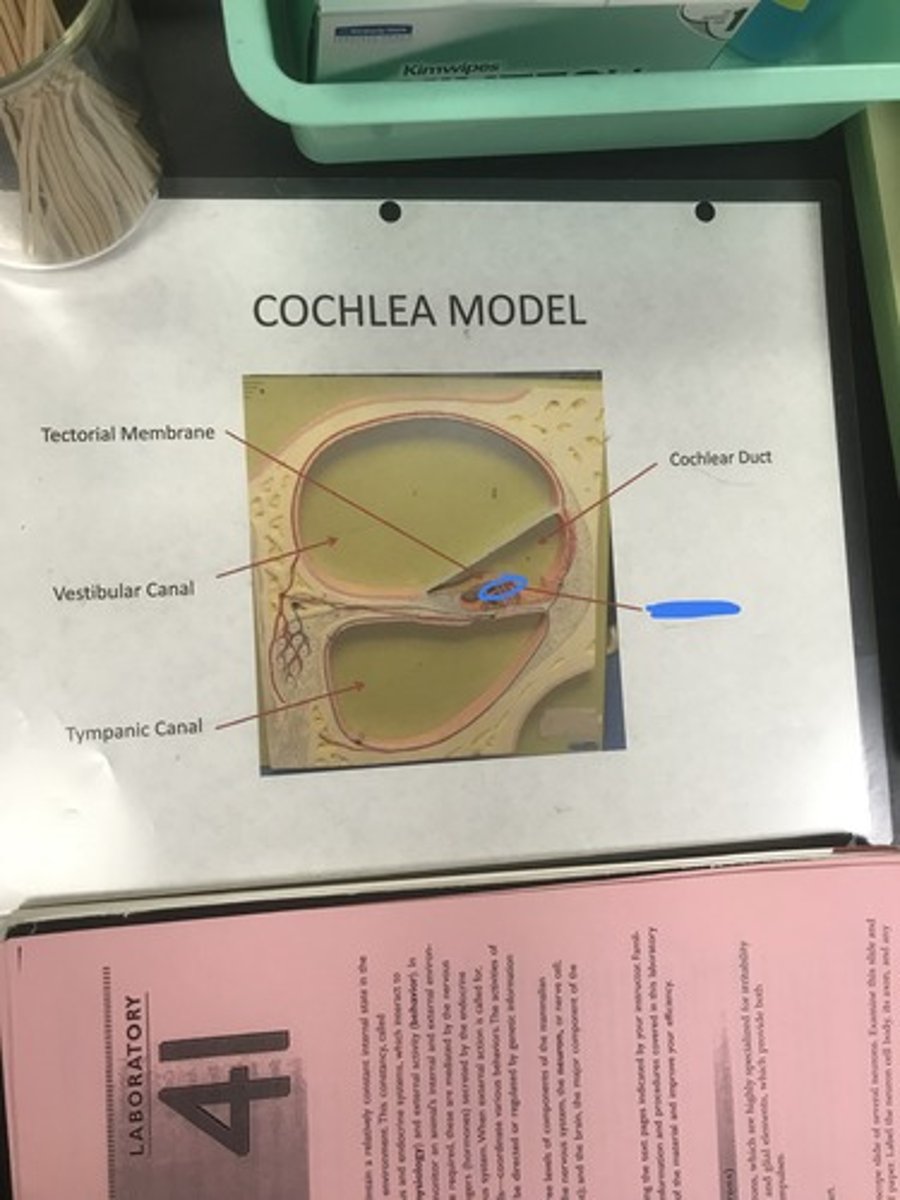 <p>Label the structure covered in blue ink</p>