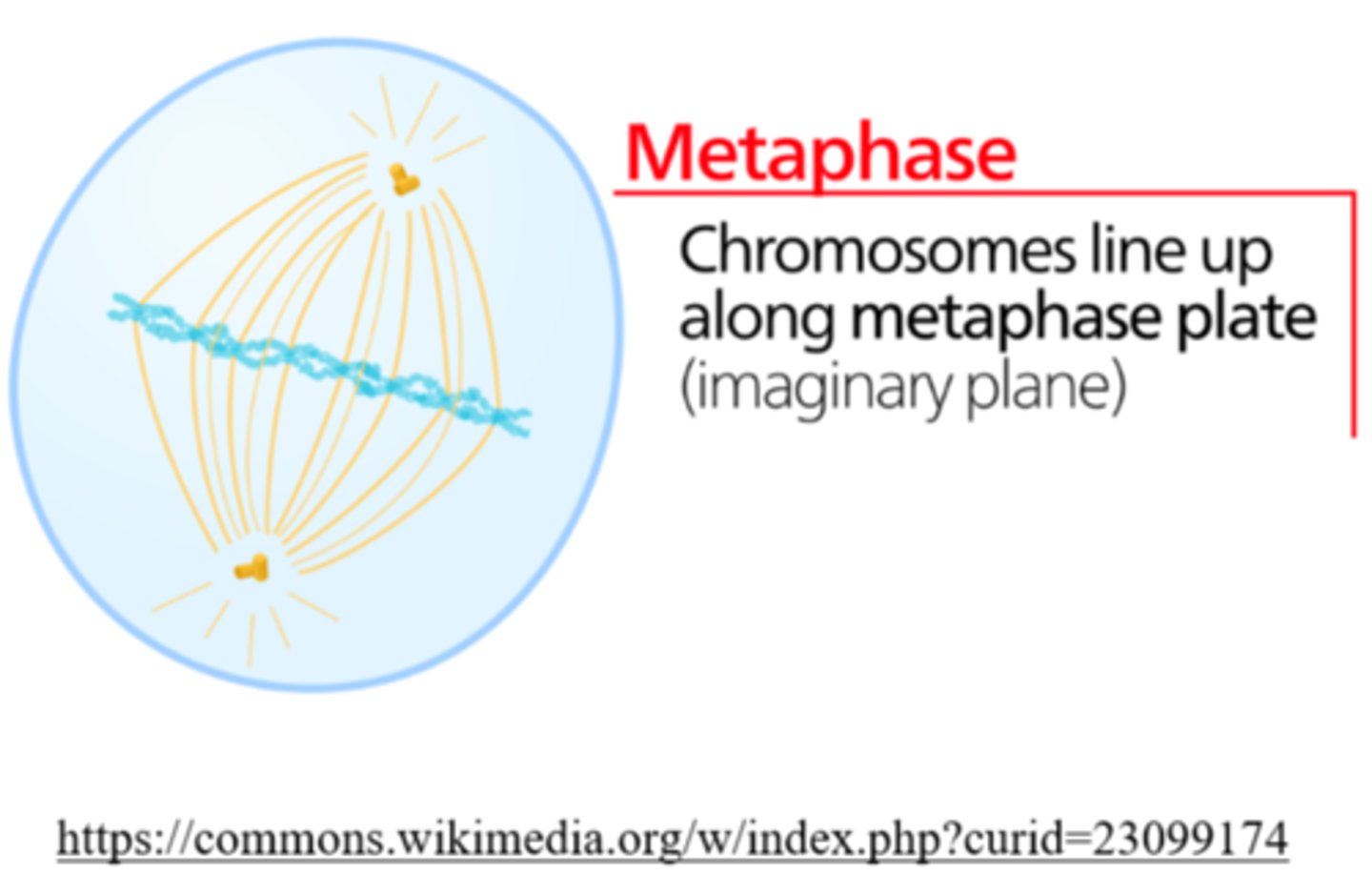 <p>metaphase</p>