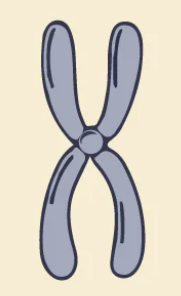 <p>The divided genetic strands of DNA. Humans’ DNA is divided into 23 pairs (46 total) and get one set from our mom and one set from our dad.</p>