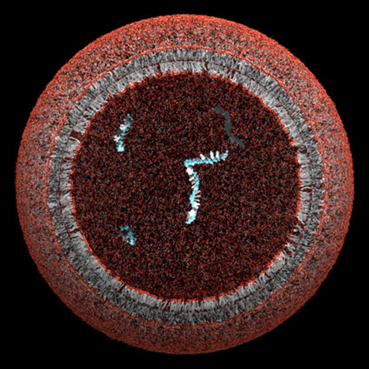 <p>-Organic molecules form vesicles (protocells) with a lipid bilayer in water</p><p>-Protocells can replicate and metabolize</p>