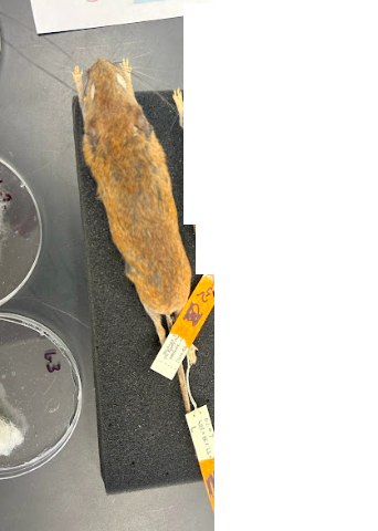 <p>Common Name?</p><p>Family?</p><p>Scientific Name?</p>