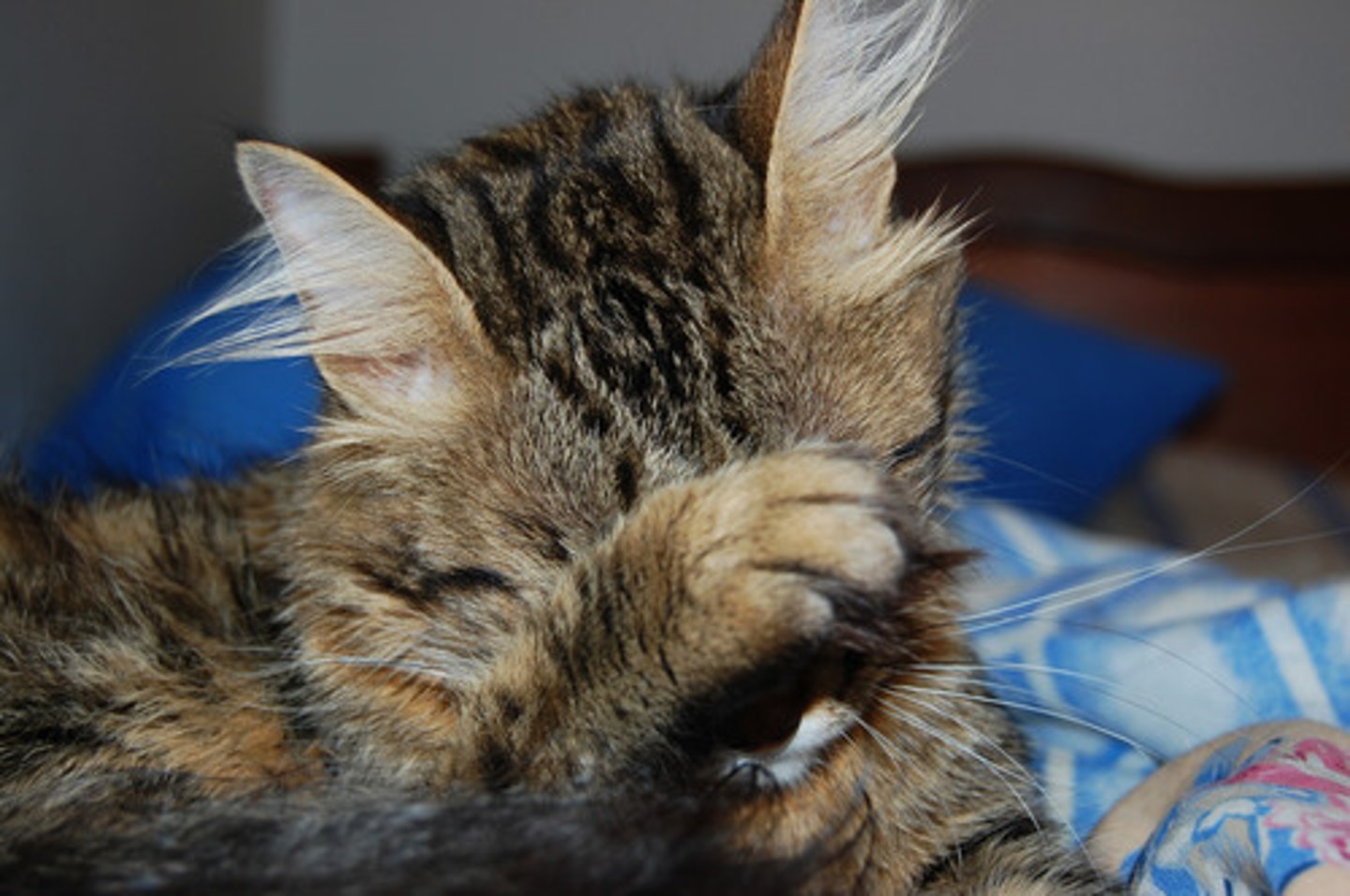 <p>shy, timid</p>