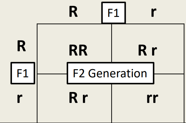 - Looks at discrete traits 
- Genotypic ration- 1:2:1
- Phenotypic- 3:1