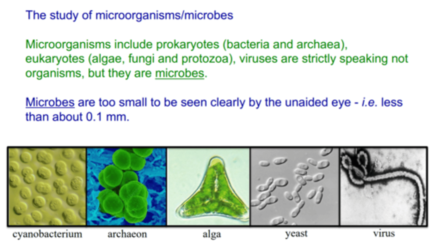 <p>organisms that cannot be seen with the naked eye and may be classified as bacteria, viruses, fungi, protozoa (including algae), or animals</p>