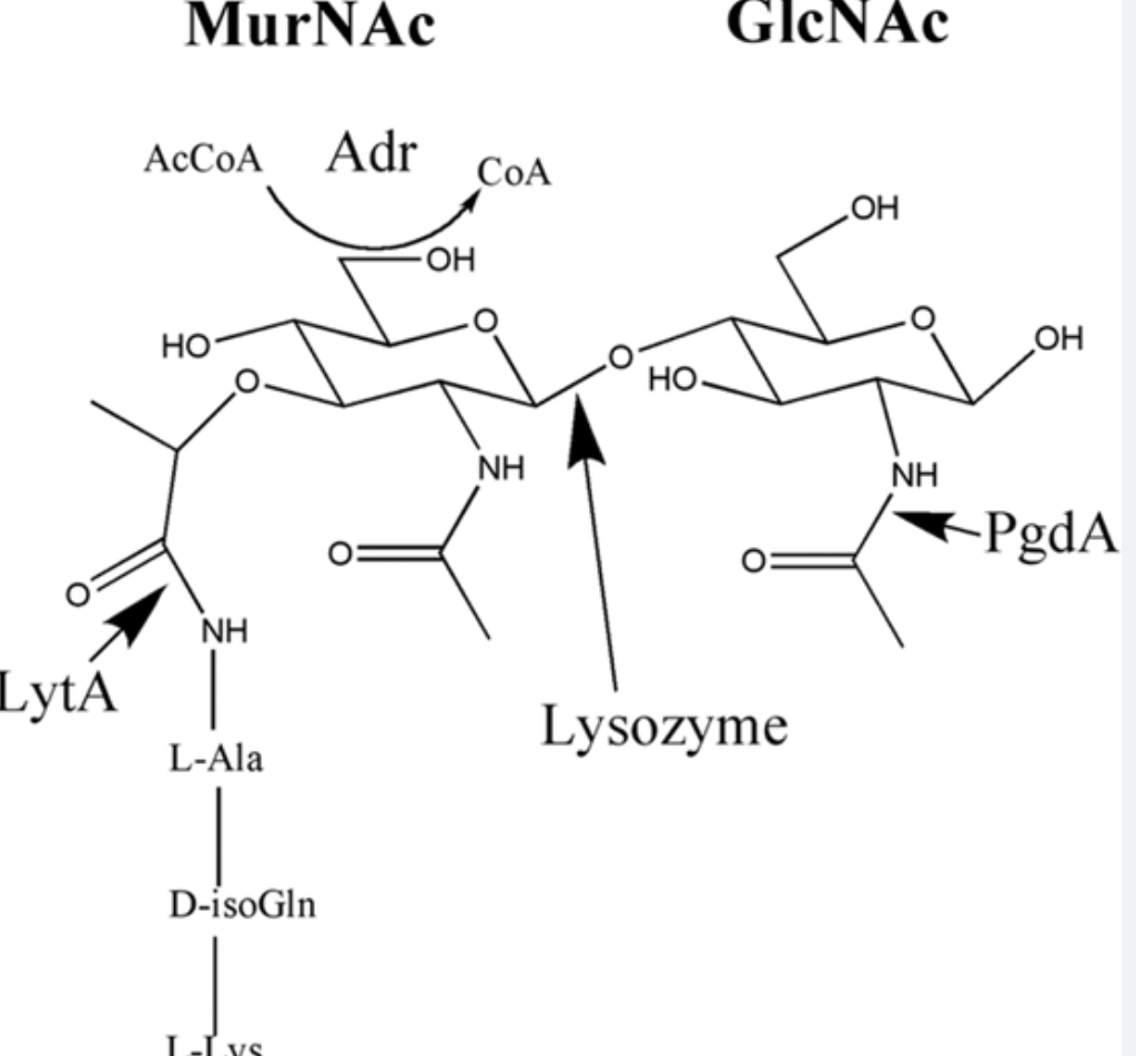 <p>Between N-acetyl Glucosamin (NacG) and N-acetyl-muramic acid (NacMur)</p>