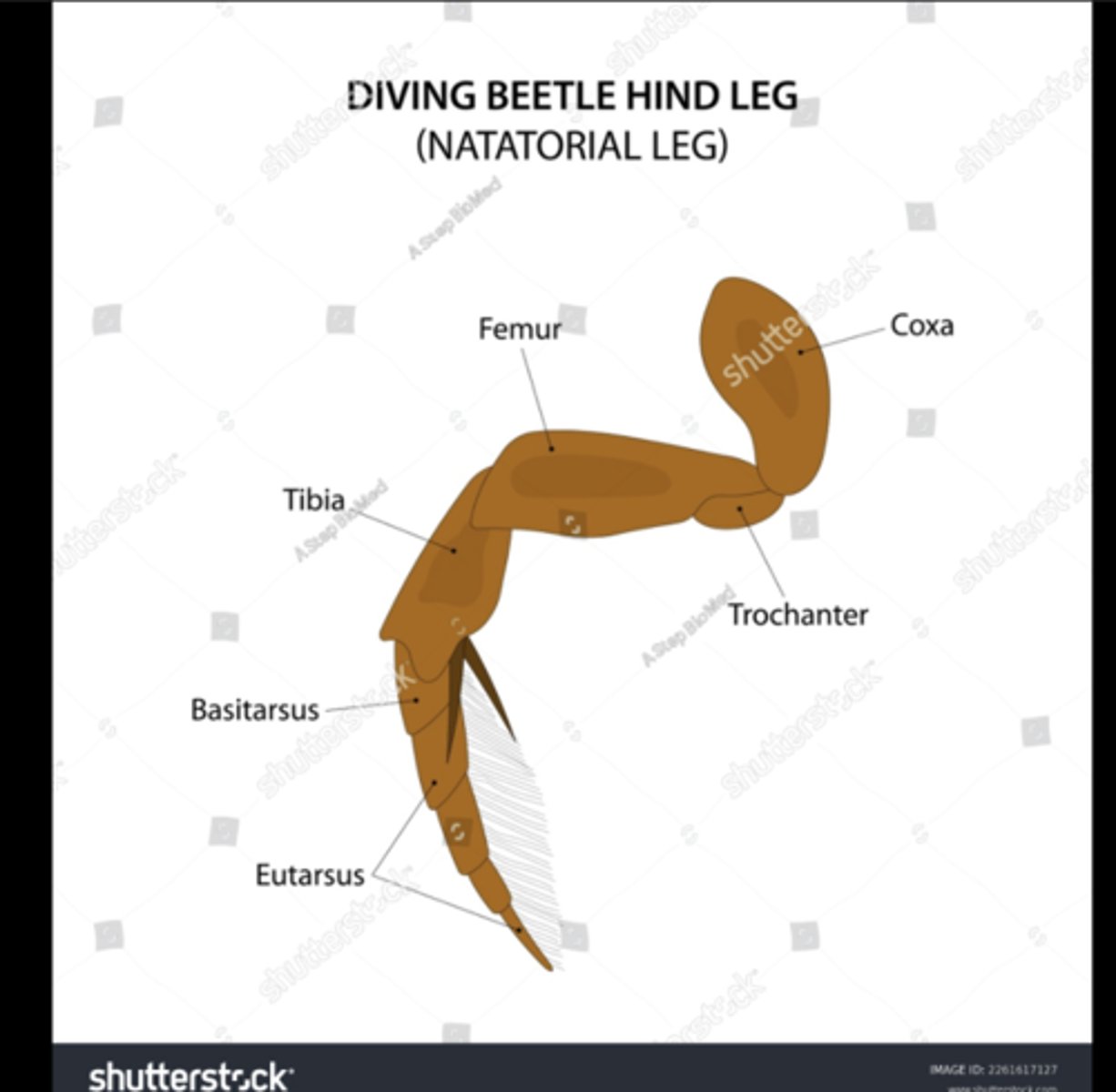 <p>Modified for swimming with flattened tibiae or tarsi (e.g., diving beetles).</p>