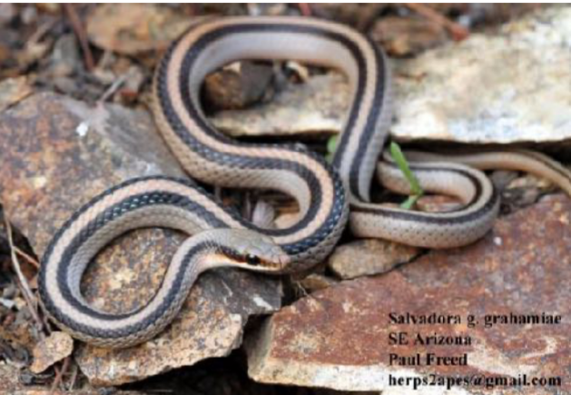 <p>Largest family of snakes</p><p>Most diverse group of snakes in AZ</p><p>Includes many unique dietary specialists</p>