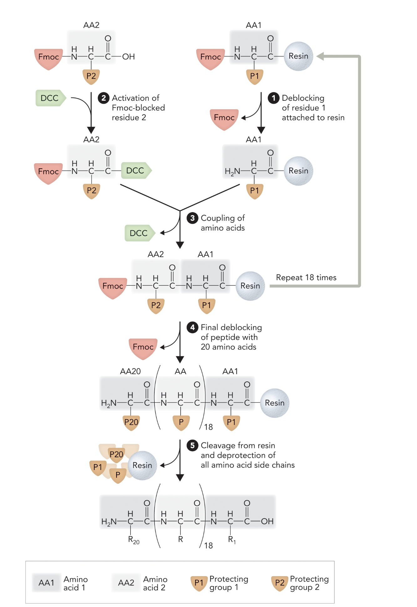 <p>This diagram illustrates the <strong>__________</strong> process, a technique used to assemble peptides by sequentially adding amino acids to a growing chain that is anchored to an insoluble resin</p>