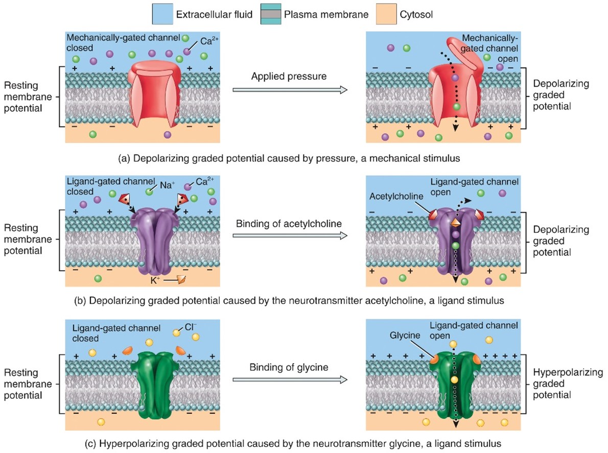 <ul><li><p>When the response makes the membrane more polarized (inside more negative)</p></li></ul>