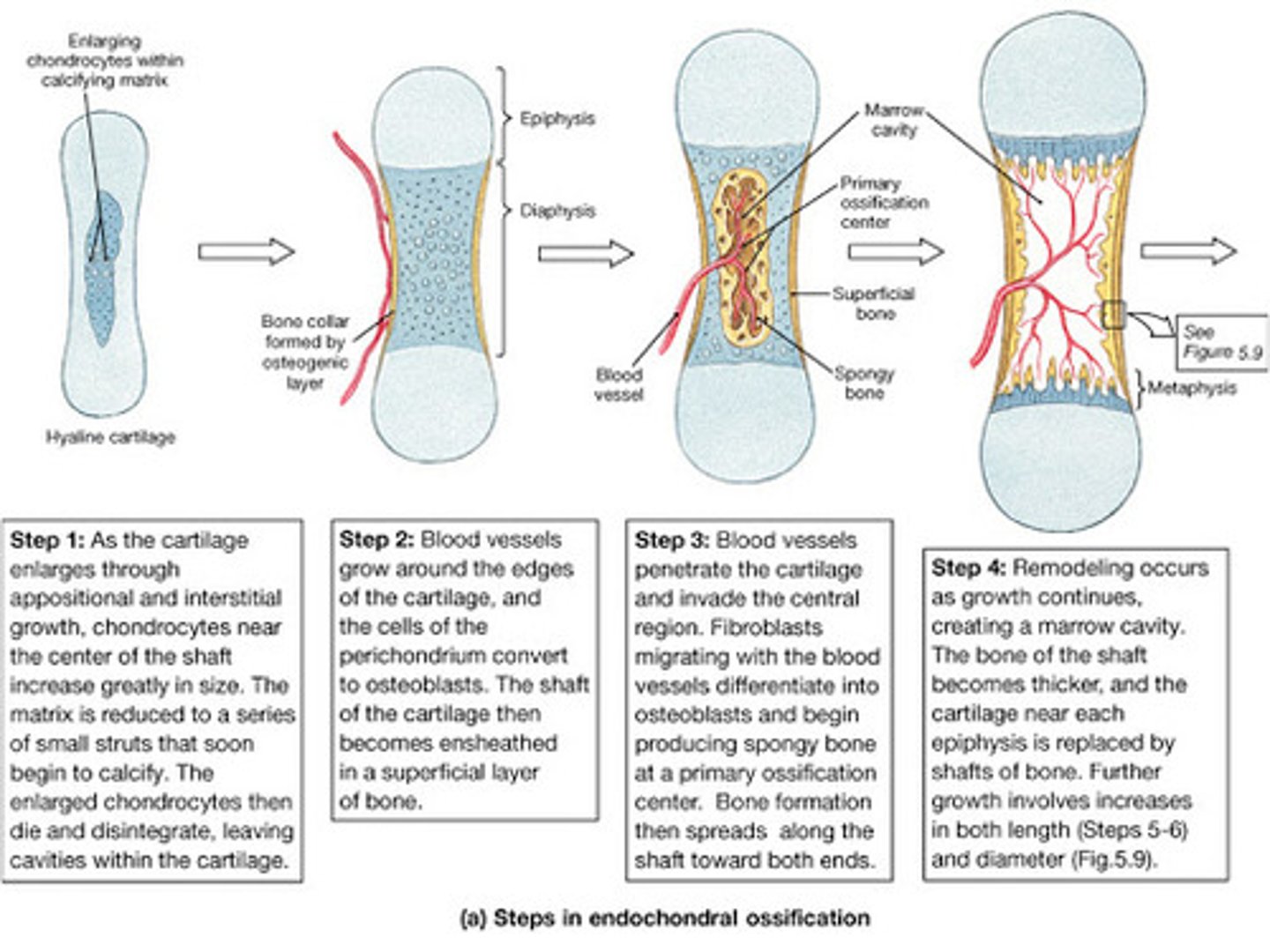 <p>bone develops from a fibrous membrane</p><p>-during embryonic development</p>