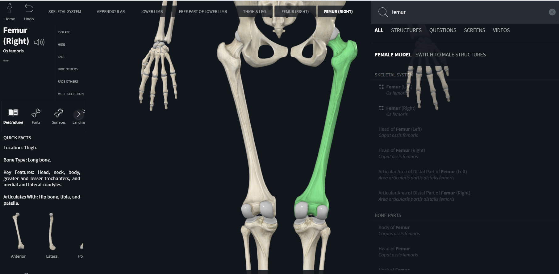 <p>pelvic girdle</p><p>etymology</p><p>relationship to the femur</p><p>primary functions</p>