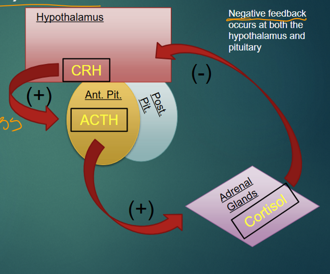 <p>corticotropin releasing hormone (CRH) (in hypothalamus)&nbsp;</p><p>adrenocorticotropic hormone (ACTH)&nbsp;</p><p>glucocorticoids (ex. cortisol) </p>