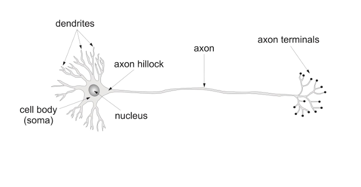 <ul><li><p><strong>Cell Body (Soma):</strong> Integrates incoming signals and maintains neuron life; contains the nucleus and organelles.</p></li><li><p><strong>Dendrites:</strong> Receive electrical signals from other neurons and send them to the cell body.</p></li><li><p><strong>Nucleus:</strong> Contains DNA and controls cell functions like protein synthesis and response to stimuli.</p></li><li><p><strong>Axon Hillock:</strong> Initiates the action potential and decides if a signal should be sent down the axon.</p></li><li><p><strong>Axon:</strong> Transmits electrical signals away from the cell body to other neurons, muscles, or glands.</p></li><li><p><strong>Axon Terminals:</strong> Release neurotransmitters to communicate with other neurons, muscles, or glands at the synapse.</p></li></ul><p></p>