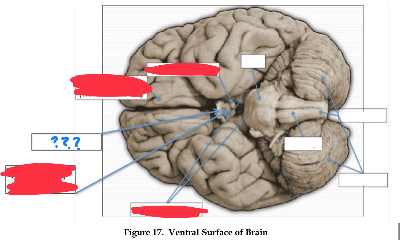 knowt flashcard image