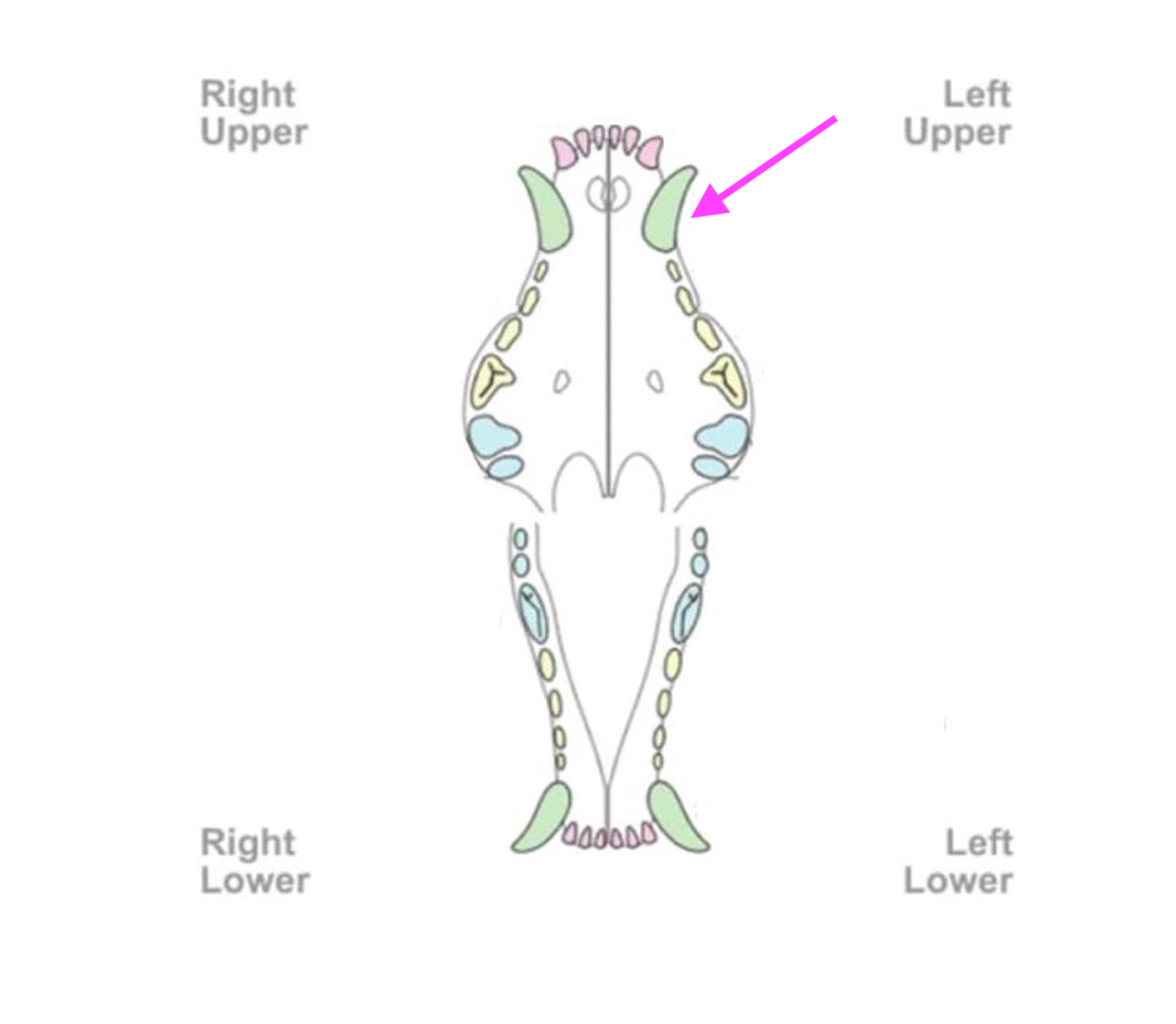 <p>What is the number of the tooth indicated by the arrow?</p>