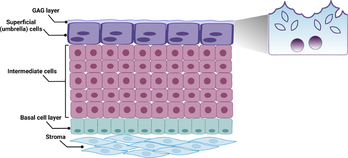 <p>what are umbrella cells?</p>