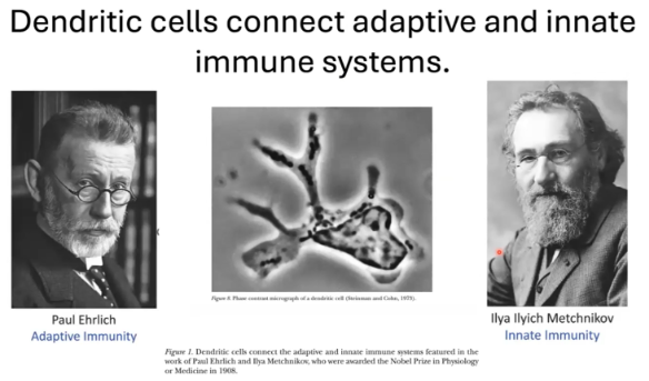 <ul><li><p><strong>Dendritic cells</strong> are key in linking the <strong>innate</strong> and <strong>adaptive immune systems</strong> by <strong>priming T cells</strong>.</p></li><li><p><strong>Ralph Steinman</strong> identified dendritic cells as essential for this connection.</p></li><li><p>The <strong>1908 Nobel Prize in Medicine</strong> was awarded to:</p><ul><li><p><strong>Paul Ehrlich</strong> for research on <strong>antibodies</strong> and <strong>adaptive immunity</strong>.</p></li><li><p><strong>Ilya Ilyich Metchnikov</strong> for work on <strong>phagocytes</strong> and <strong>innate immunity</strong>.</p></li></ul></li><li><p>Both made foundational contributions to <strong>immunology</strong>.</p></li></ul><p></p>