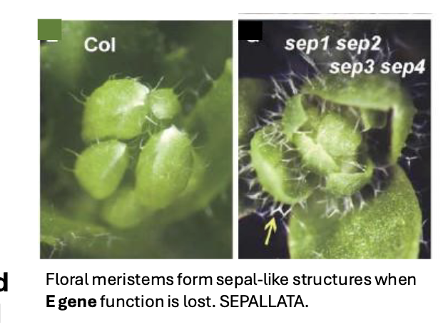 <p>No<br>more leaf whorls (CHECK)</p>