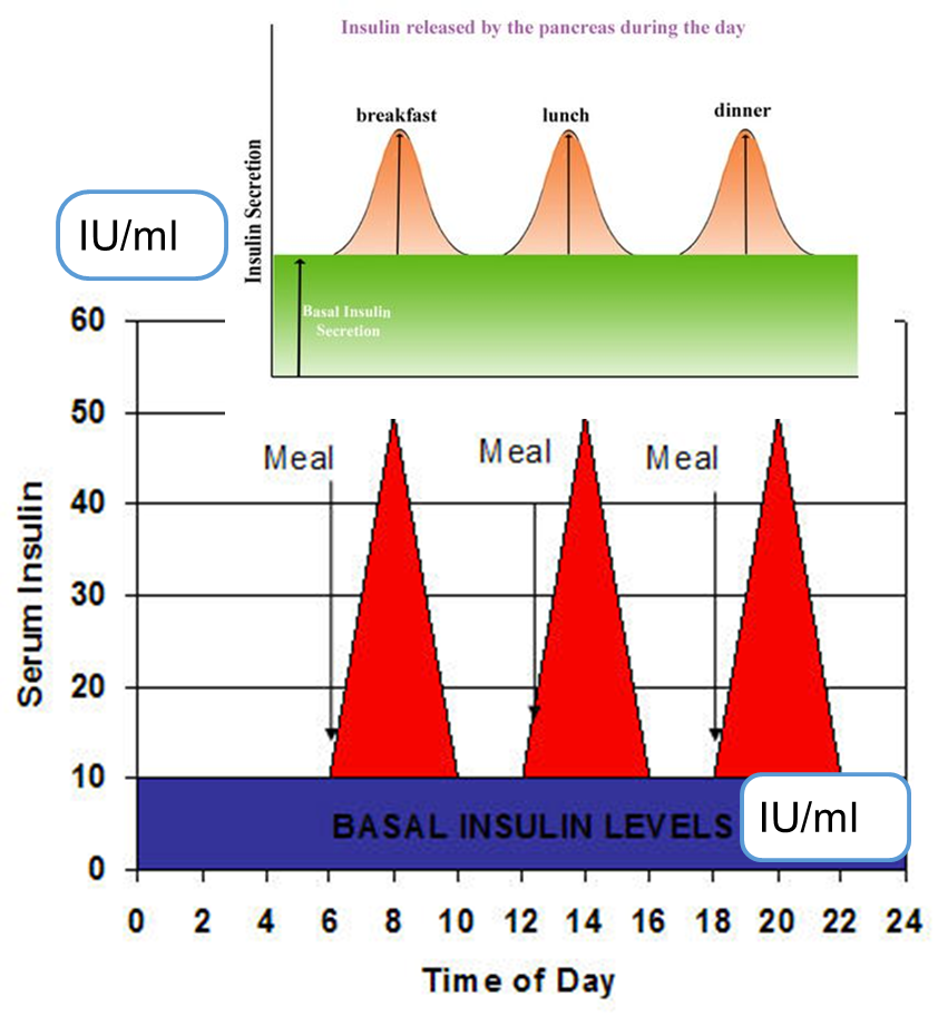 <p>Endogenous insulin levels</p>