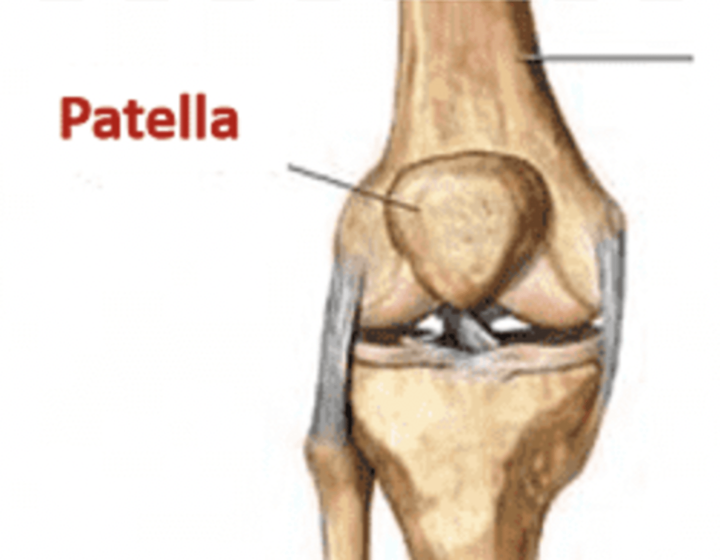 <p>The small bones that are found adjacent to joints that assist with motion, and are embedded in tendons.</p><p>The patella (kneecap) is classified as this type of bone.</p>