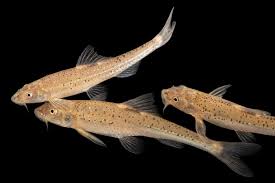 <p><span>Found in the </span>Ninnescah River<span>, a small portion of the Arkansas River in </span>Kansas<span> and the </span>South Canadian River<span> between Ute and Meredith reservoirs in </span>New Mexico<span> and </span>Texas<span>.</span></p>